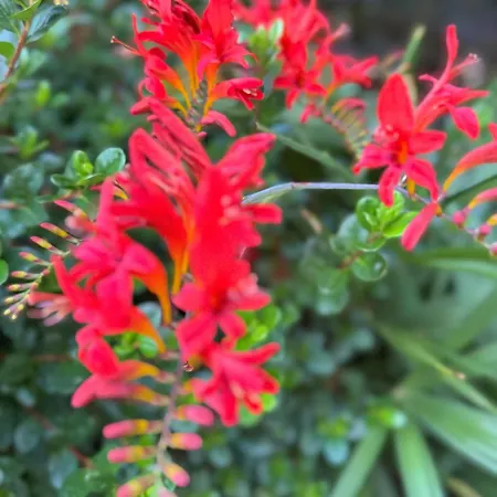 Domus26 Meridional בית הארחה 3*