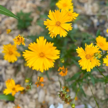 Domus26 Meridional בית הארחה